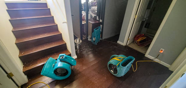 Best Mold removal after water damage  in Mendota, IL