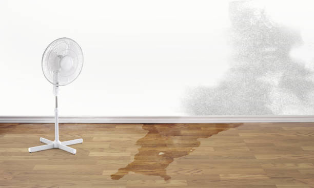 Best Basement water damage restoration  in Mendota, IL