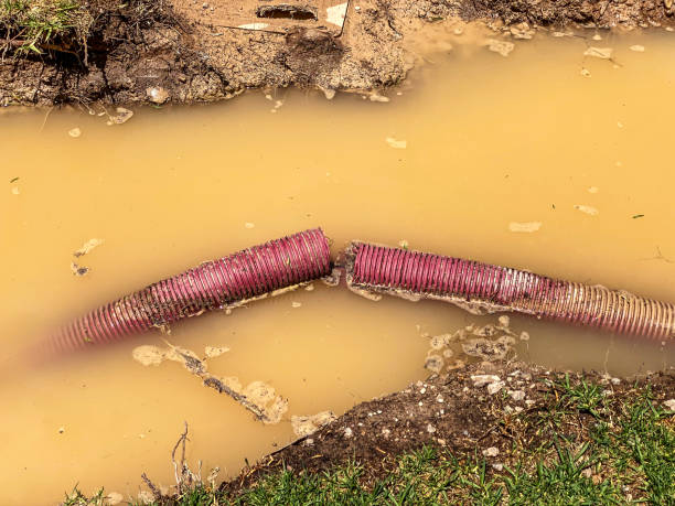 Best Carpet water damage restoration  in Mendota, IL